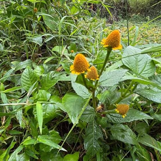 toothache live plant