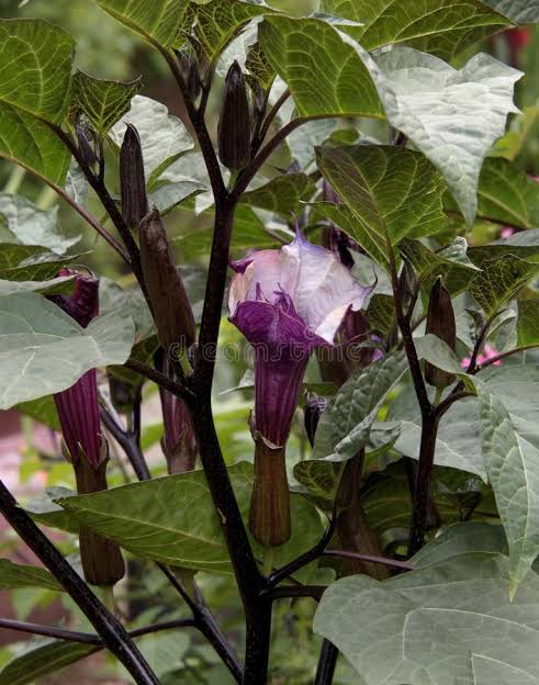 black datura / Angels trumpet live plant