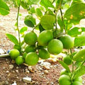 Lemon live plant