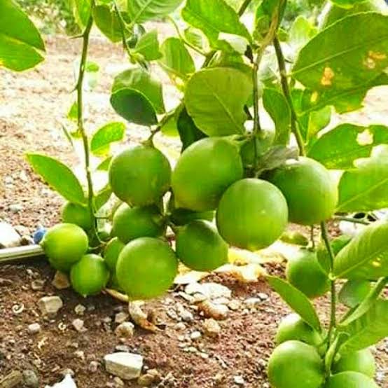 Lemon live plant