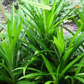 Rambha plant (Pandanus amaryllifolius) live plant