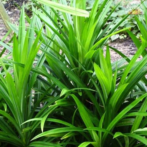 Rambha plant (Pandanus amaryllifolius) live plant