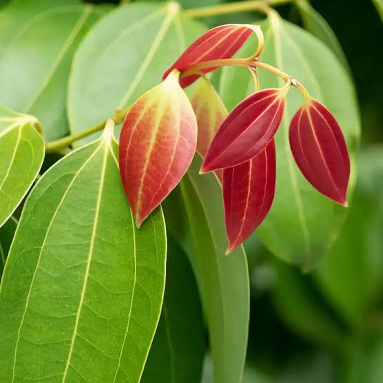 Dried cinnamon leaves