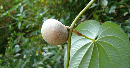 Air potato/Dioscorea bulbifera. live tuber
