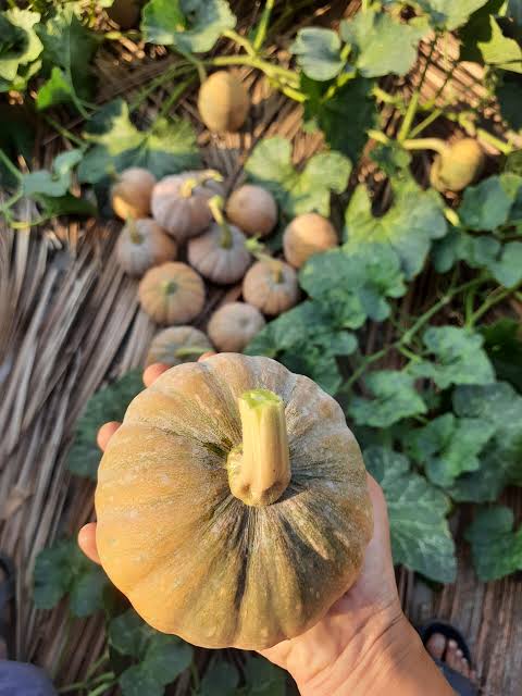 Native small pumpkin