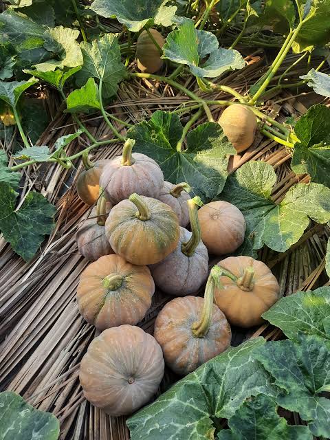 Native small pumpkin