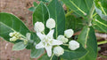Vellerukku/White crown/Calotropis gigantea live plant
