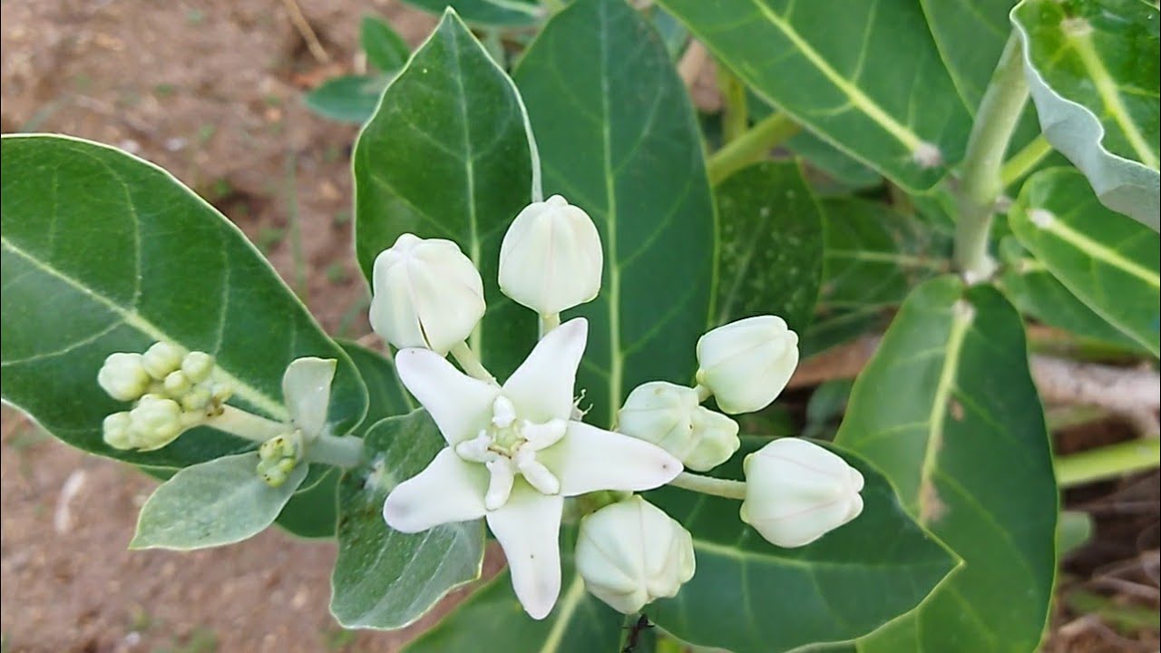 Vellerukku/White crown/Calotropis gigantea live plant