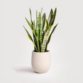 Snake plant