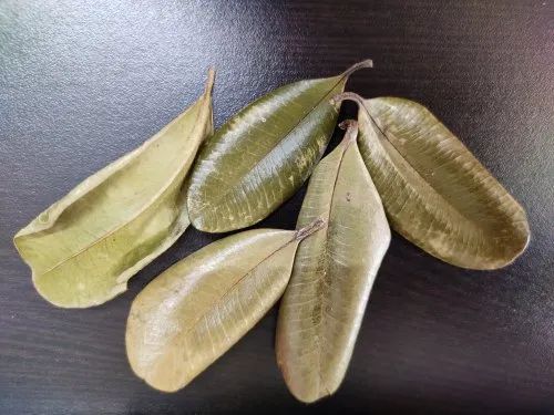 Dried allspice leaves